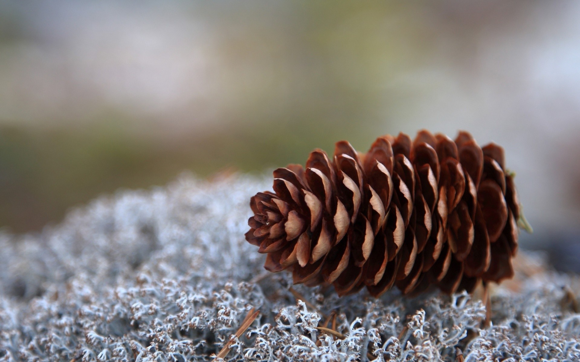 makroaufnahme natur winter im freien nahaufnahme