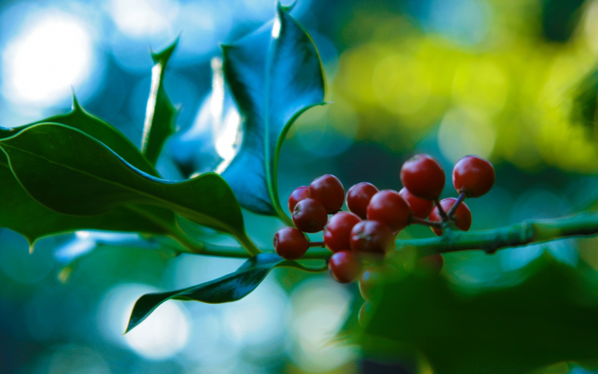 macro leaf nature flora garden color summer tree growth branch close-up outdoors