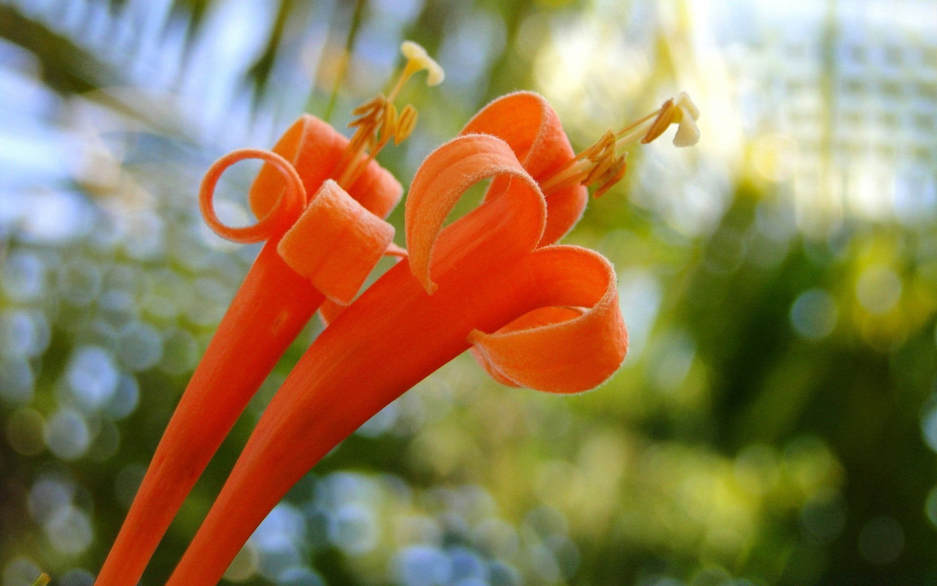 macro nature garden flora leaf flower summer color close-up outdoors tree beautiful growth tropical food desktop floral blooming husk bright