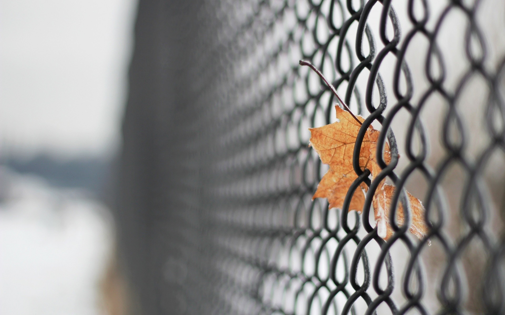 macro desktop wire close-up fence web abstract nature outdoors pattern blur