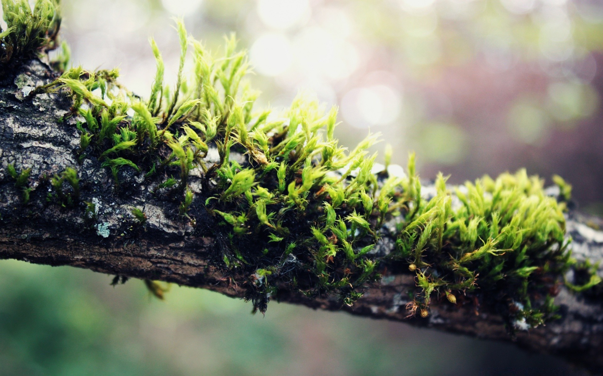 makro wzrost flora liść środowisko ogród natura gleba mech drzewo zbliżenie na zewnątrz drewno korzeń świeżość trawa obok kiełkować bujny pulpit