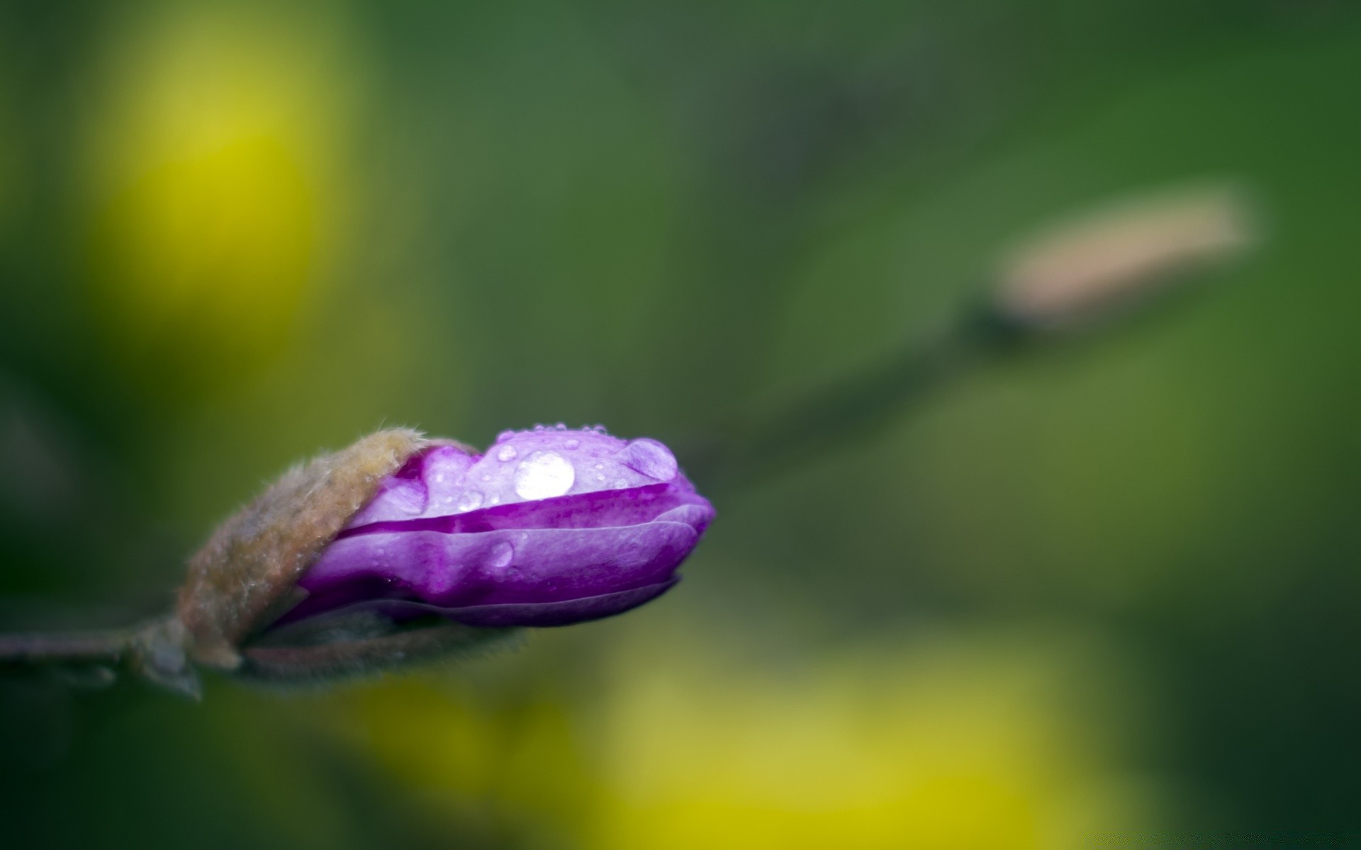 makro kwiat natura liść rozmycie flora deszcz ogród na zewnątrz dof lato jasny wzrost rosy