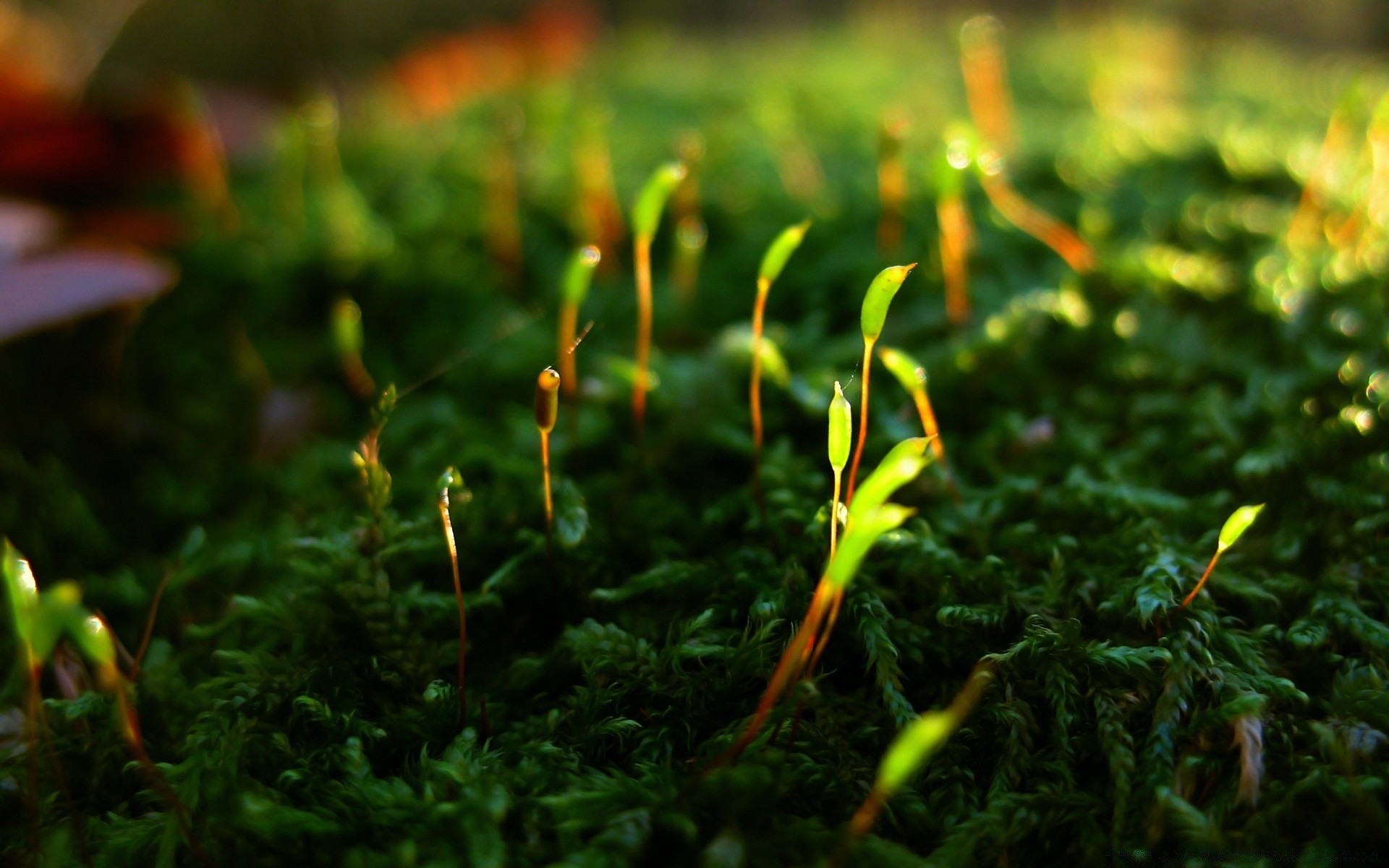 macro nature croissance herbe feuille flore mousse à l extérieur bois jardin sol été beau temps