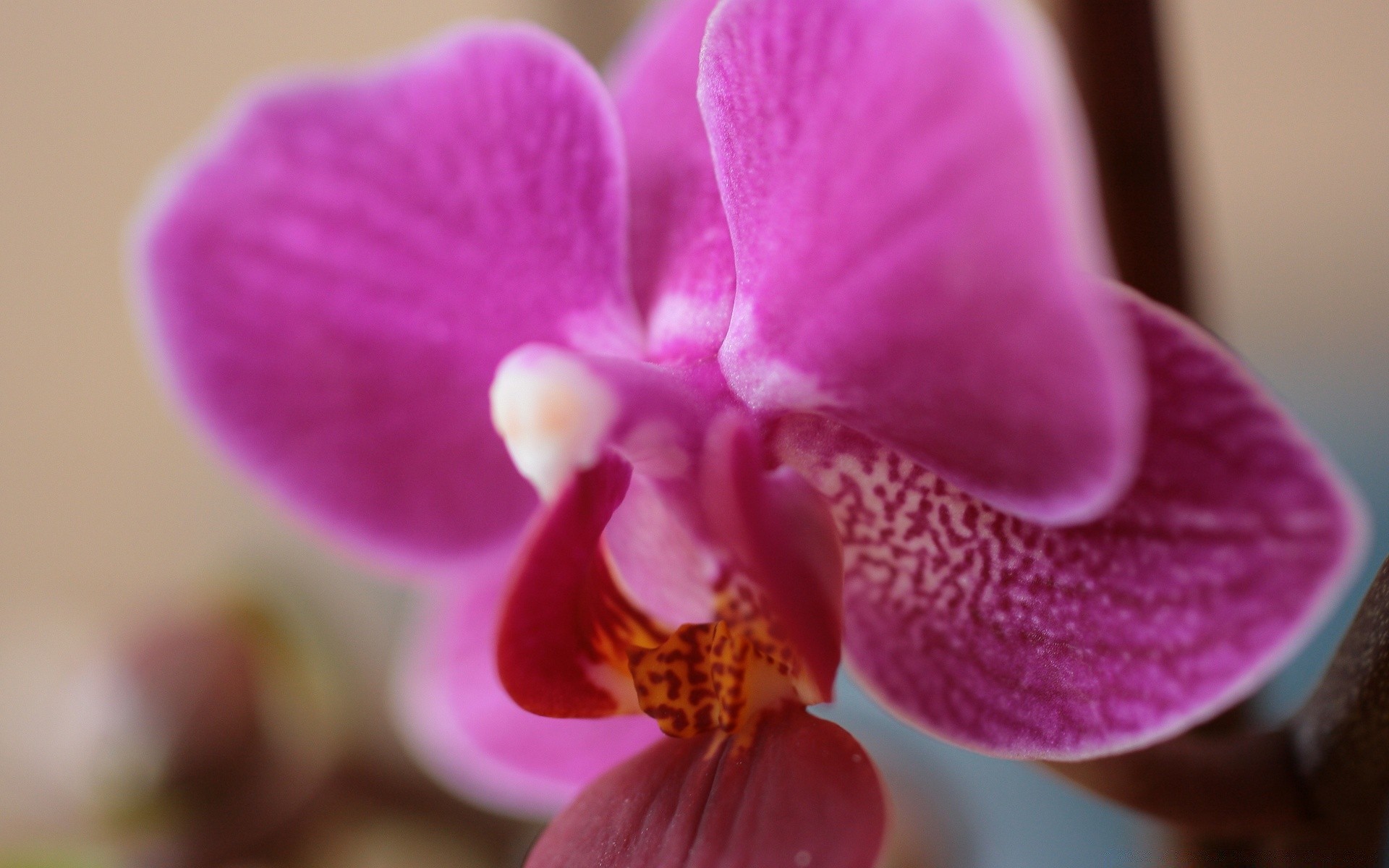 macro flower orchids nature petal flora beautiful tropical bright exotic phalaenopsis romance blooming color elegant romantic delicate floral garden close-up