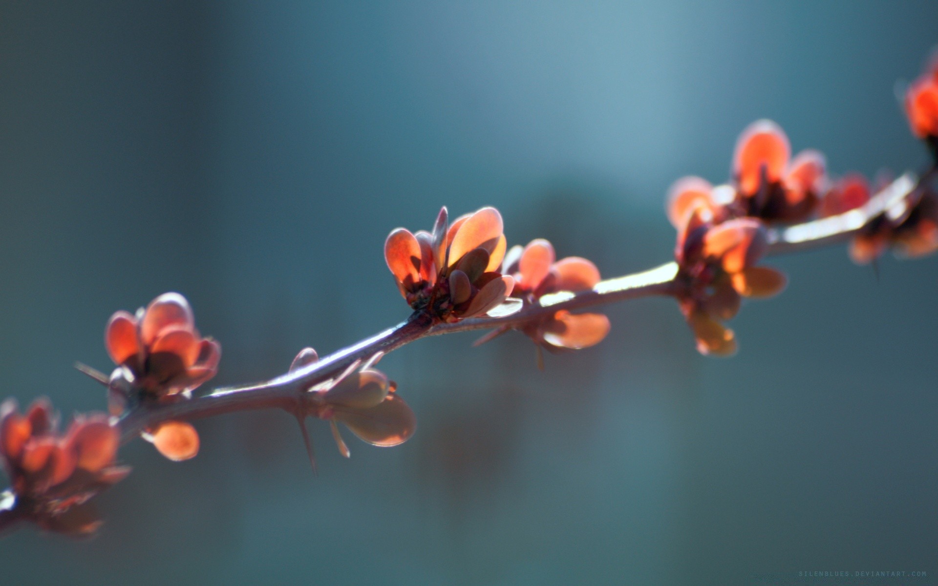 makro fotoğrafçılığı şube çiçek doğa kış açık havada bulanıklık narin flora yaprak ağaç dostum