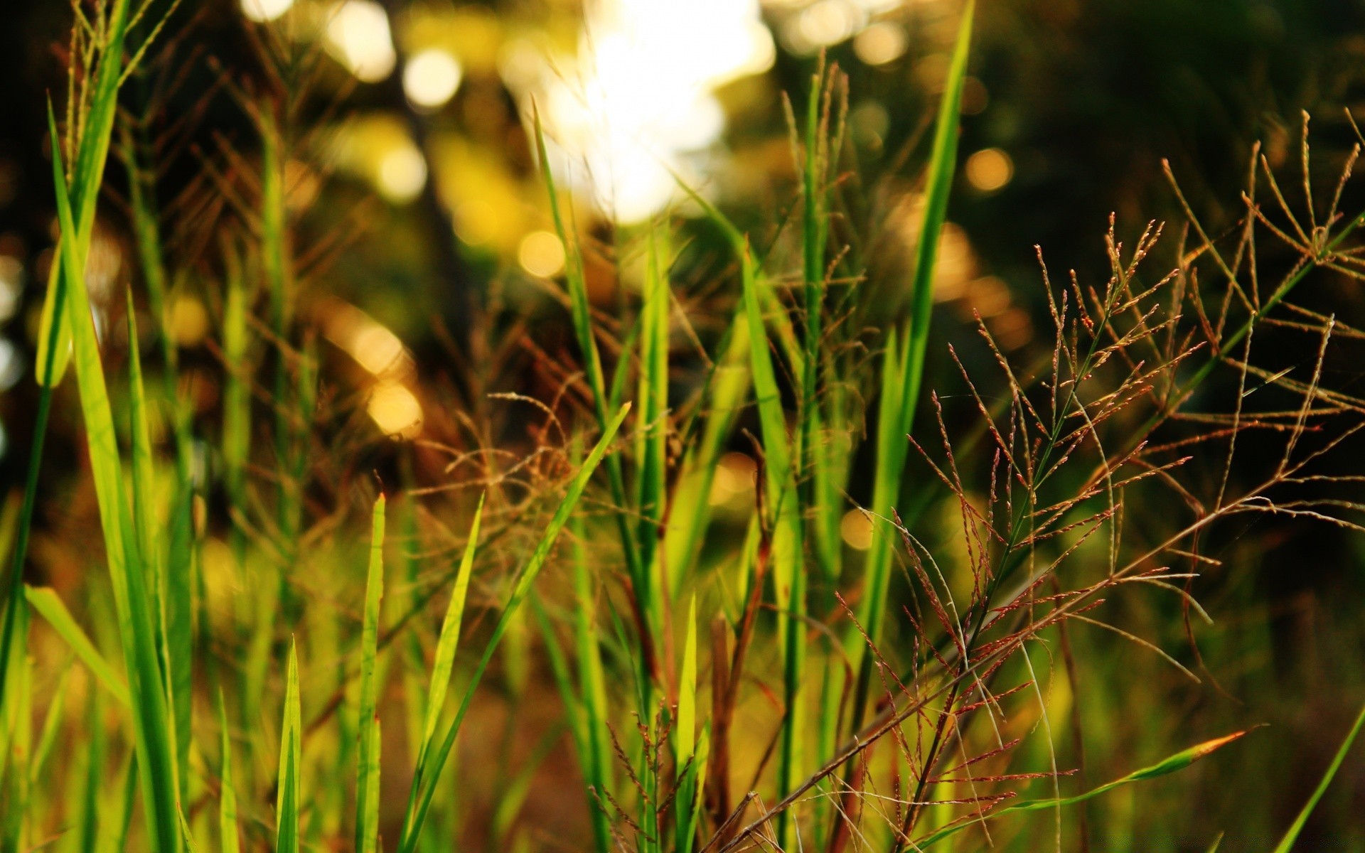 makro trawa natura lato na zewnątrz świt flora wzrost pole słońce dobra pogoda liść sianokosy kwiat jasny wiejski dziki ogród sezon zbliżenie