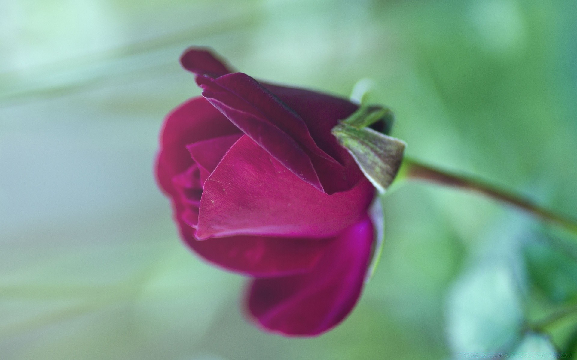 makro kwiat natura liść flora ogród rozmycie kolor lato róża piękny jasny miłość zbliżenie deszcz rosa kwiatowy