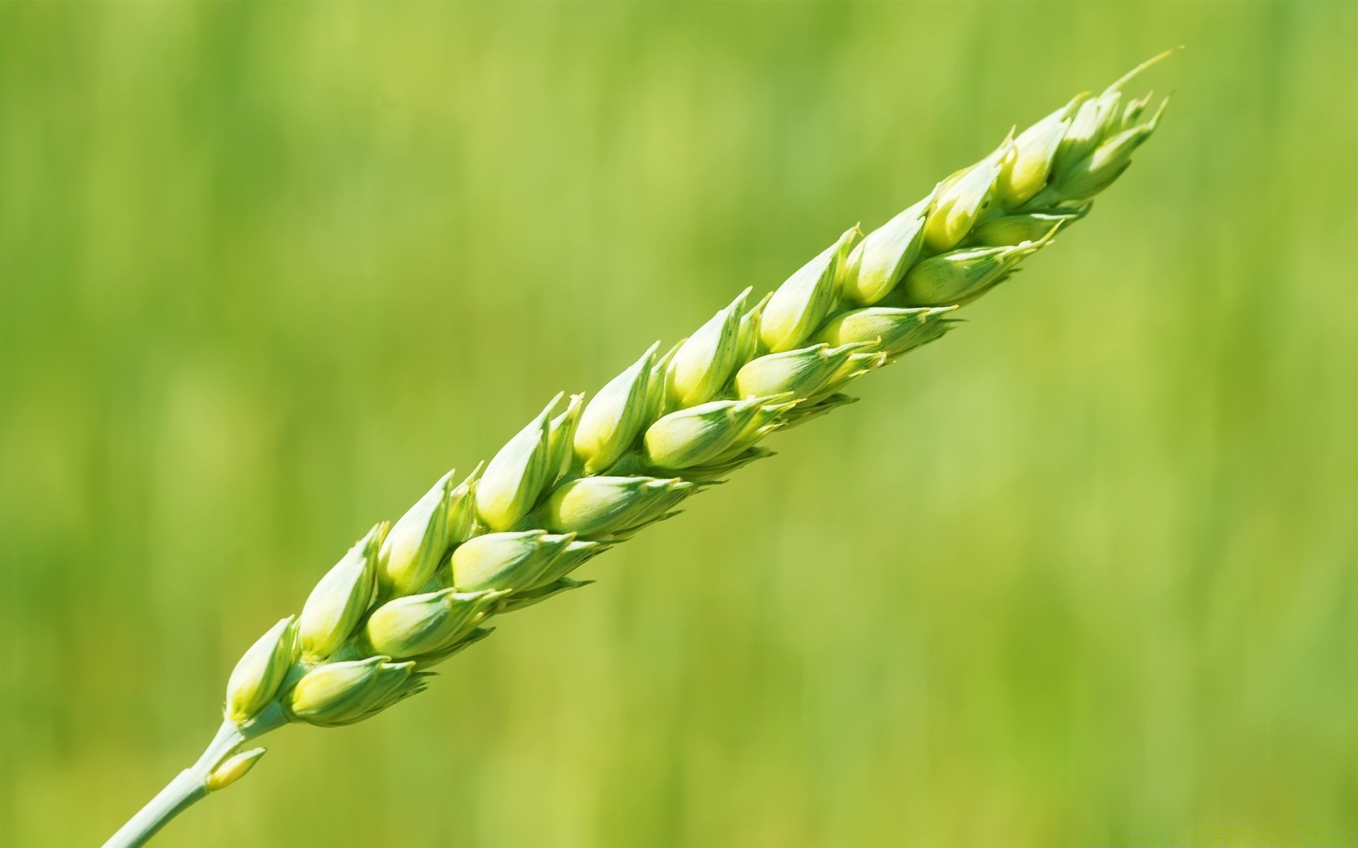 macro blé céréales pâturage rural croissance agriculture orge nature récolte pain champ maïs seigle été herbe terres agricoles ferme grandir flore