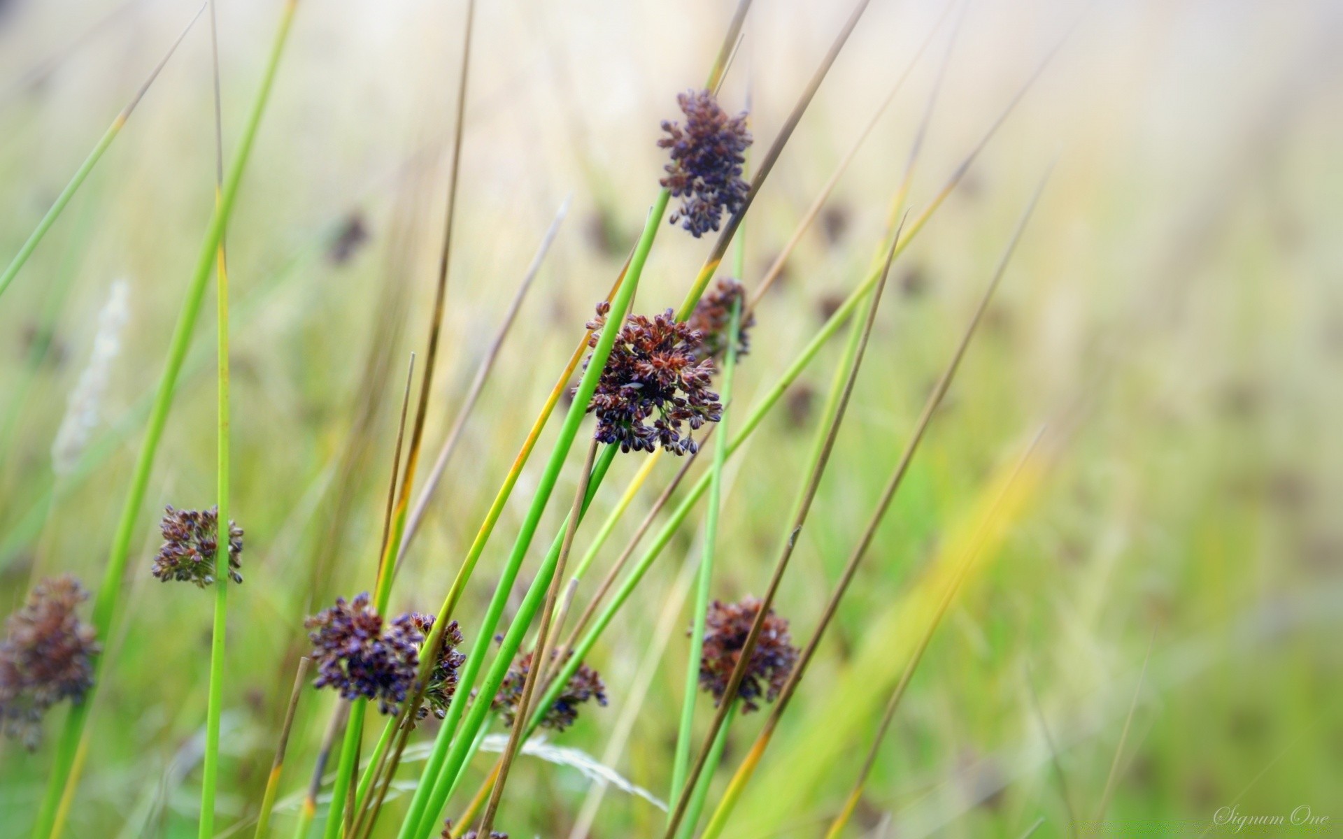 makroaufnahme natur feld gras flora blume schließen kräuter garten sommer heuhaufen des ländlichen wild