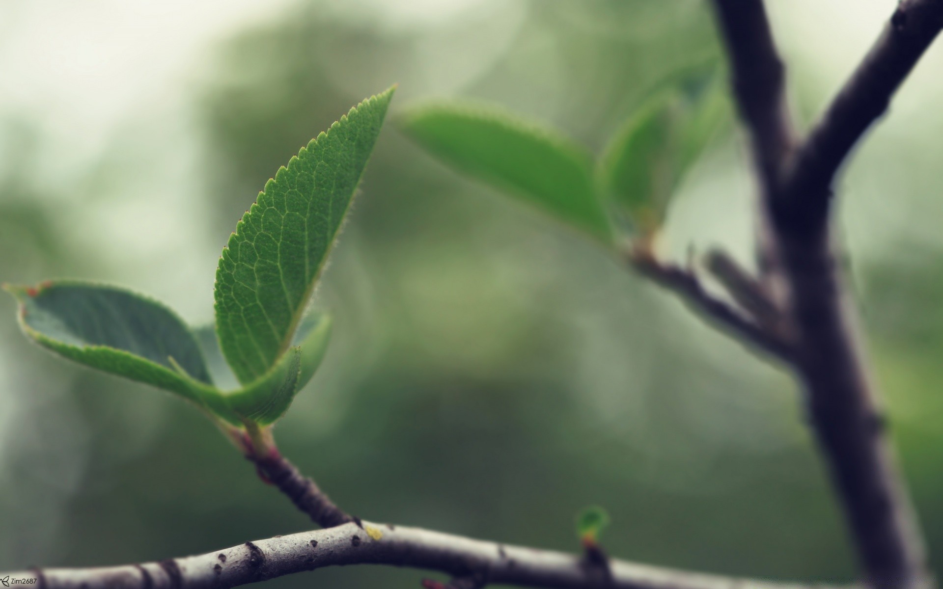 makro liść wzrost drzewo natura flora na zewnątrz oddział rozmycie deszcz ogród środowisko zbliżenie