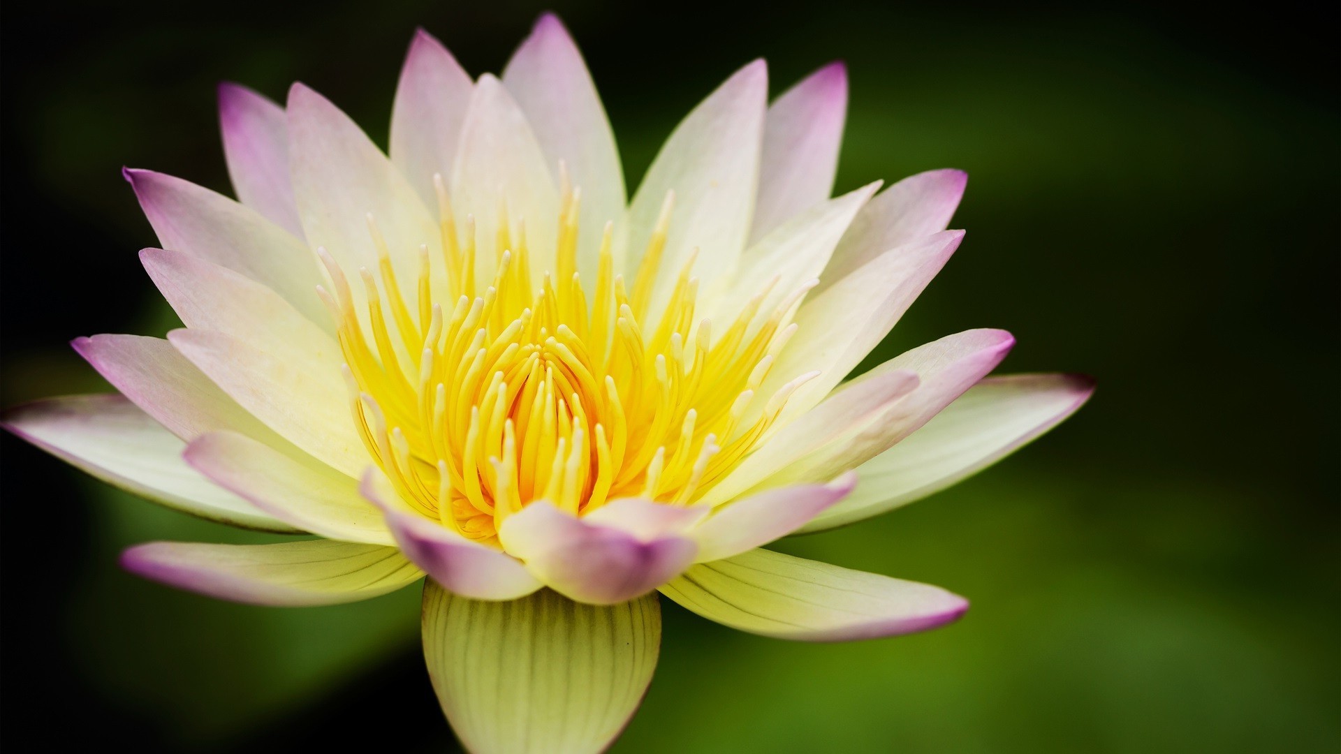 lilien lotus blume schwimmbad natur seerose flora blatt wasser garten blühen sommer zen exotisch tropisch schön blütenblatt meditation schwimmen rein