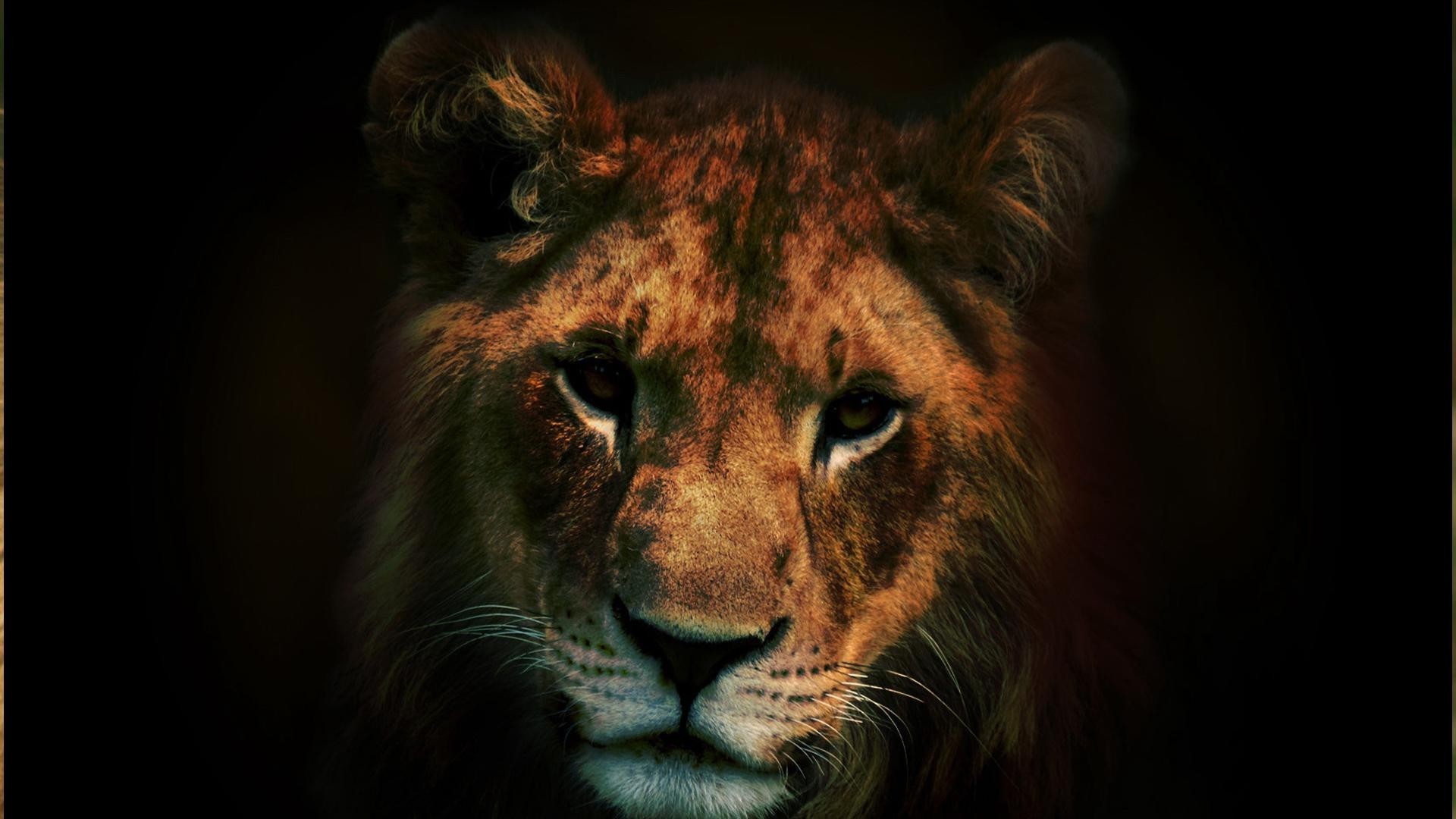 lions cat wildlife portrait mammal lion eye predator zoo animal hunter safari