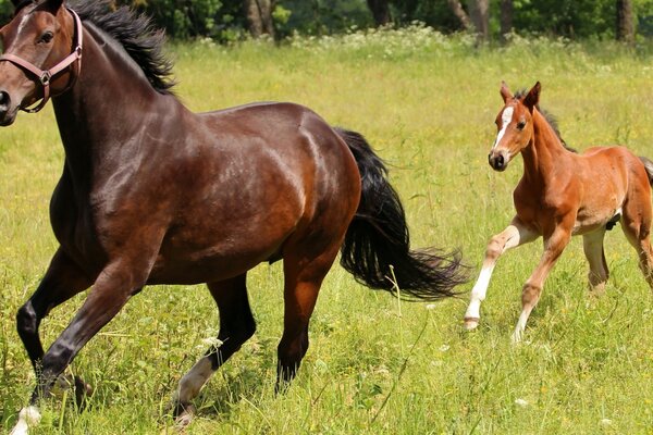 Running horse with foal in the field