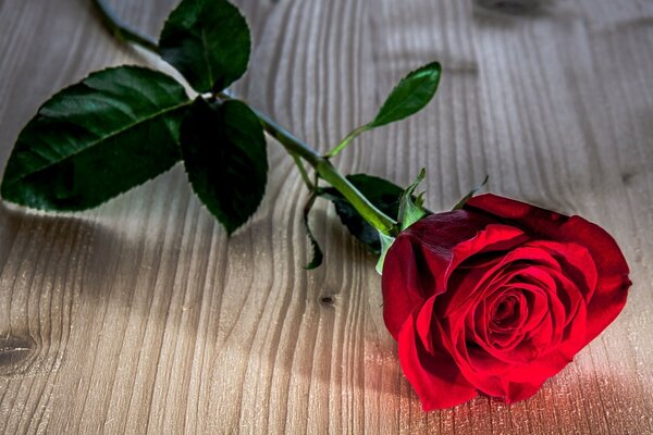 Rosa roja en la mesa de madera