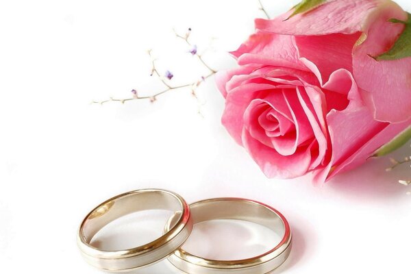 Engagement, rings and a delicate rose on a white background