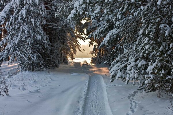 Snowmobile trail in the winter forest