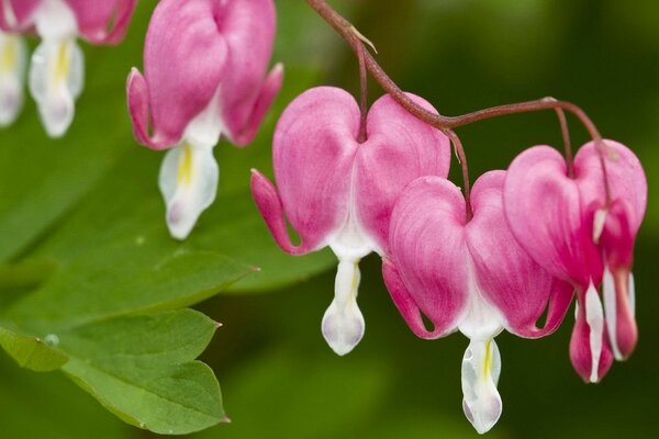 Flores en forma de corazón