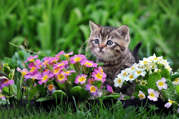 Jardim de flores e um pequeno gato