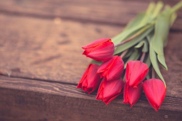 Sieben rote Tulpen auf Brettern