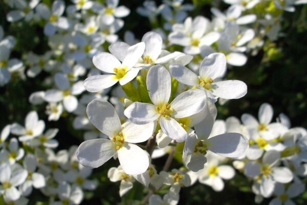 Petit tapis de fleurs blanches