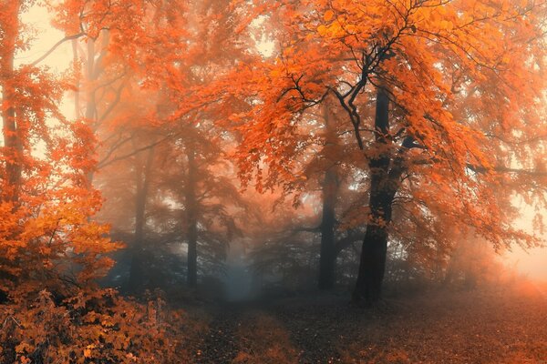 Bosque de otoño. Hojas de naranja