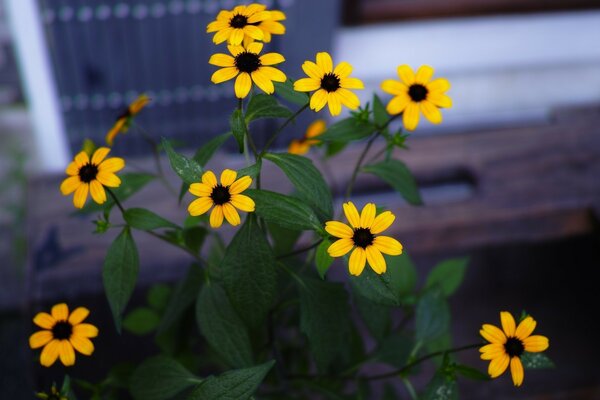 Gelbe Blumen auf einem Blumenbeet Nahaufnahme