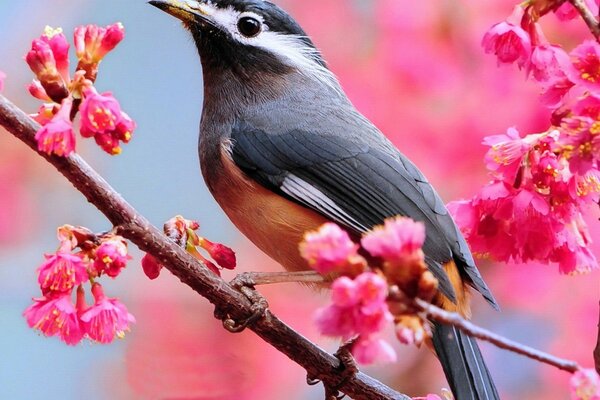 A beautiful bird on a background of pink flowers