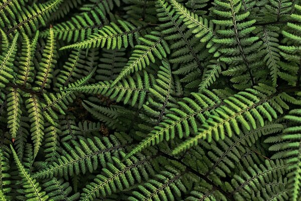 Bright green fern in summer