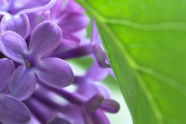 Photo of lilac with leaves up close