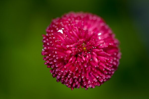 Macro photography of a pink flower with water drops