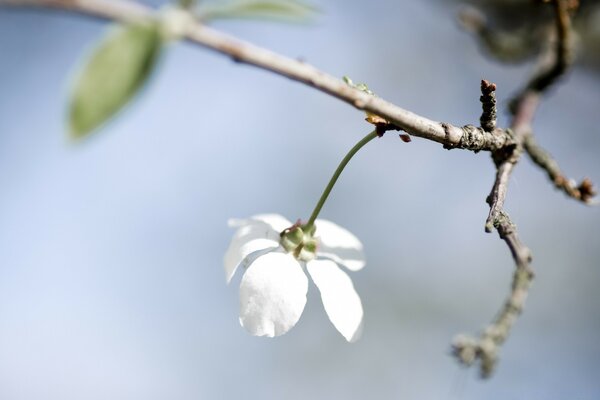 Macro photography nature tree, flower