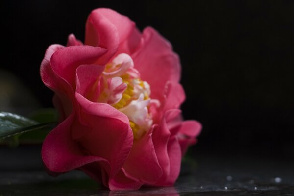 Rosa fiore ondulato close up