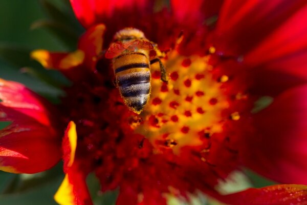 Photo d une abeille sur une fleur