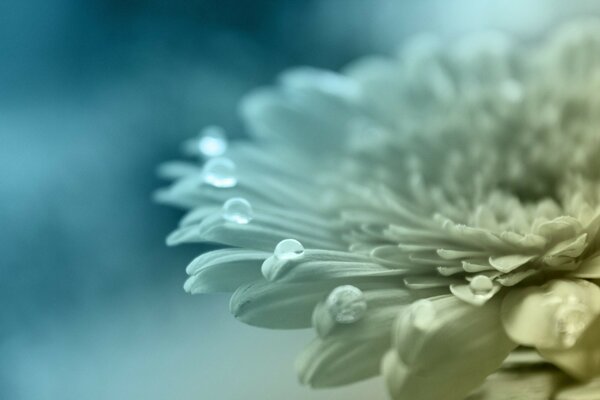 Schöne Blume in verschiedenen Blautönen