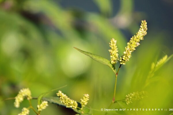 Desktop Screensaver Summer