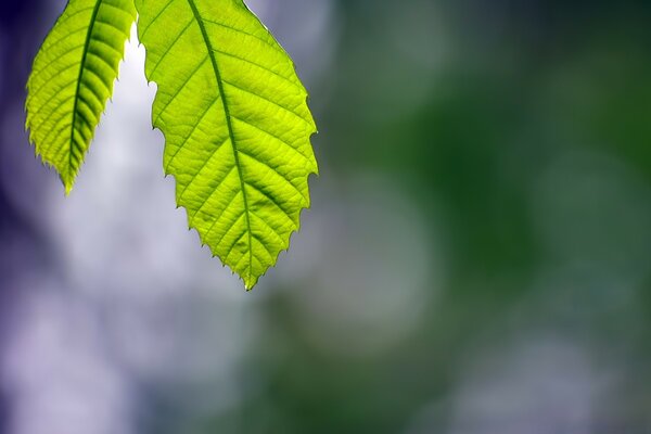 Makrofotografie. Blatt. Die Natur. Flora