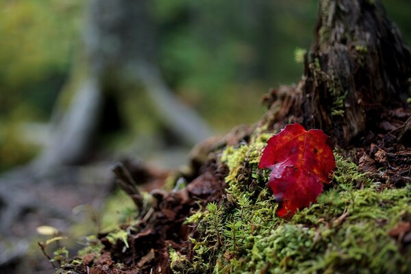 Natur, Blatt auf Moos