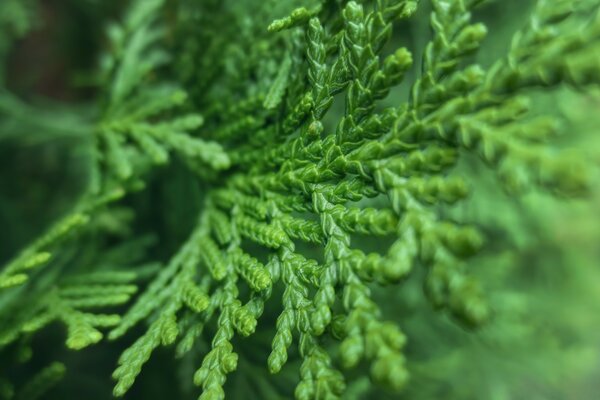 Blatt des Thuja-Baumes Makro