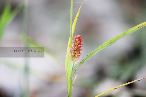 Photo of a red flower with leaves