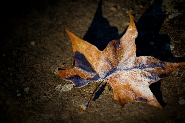 Photo of a maple leaf in frost