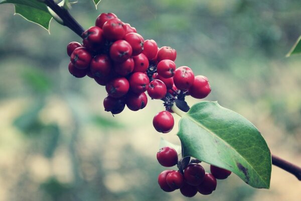 Macro photography tree fruit