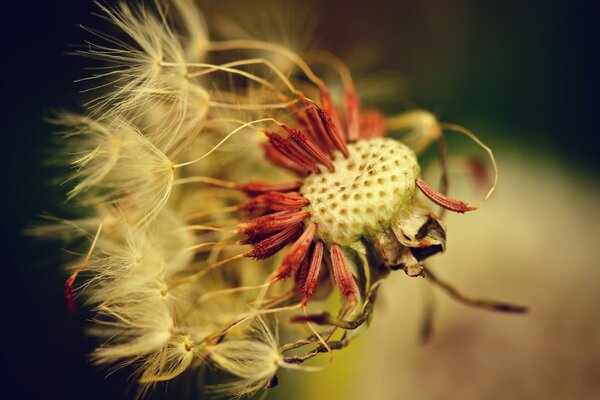 Macro fotografía de diente de León en clima ventoso