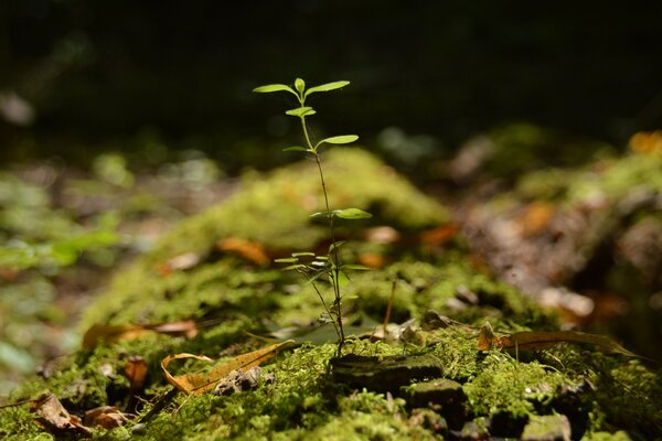 Photo of a new plant in the forest