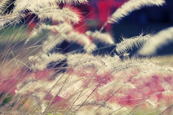 Macro photography of field plants in close-up