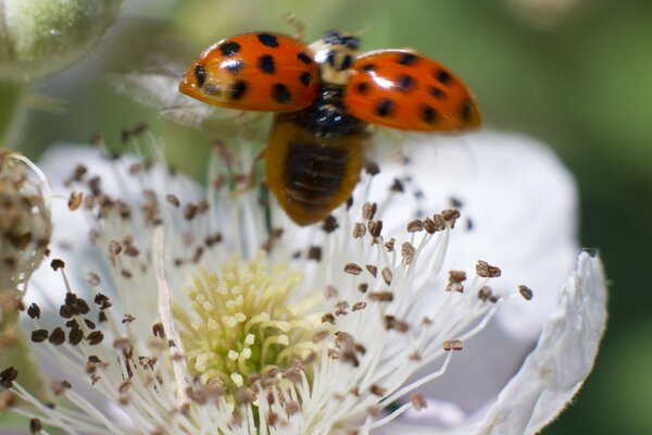 Marienkäfer hebt von einer weißen Blume ab