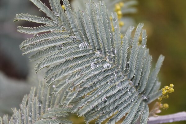 Droplets of race on a beautiful leaf