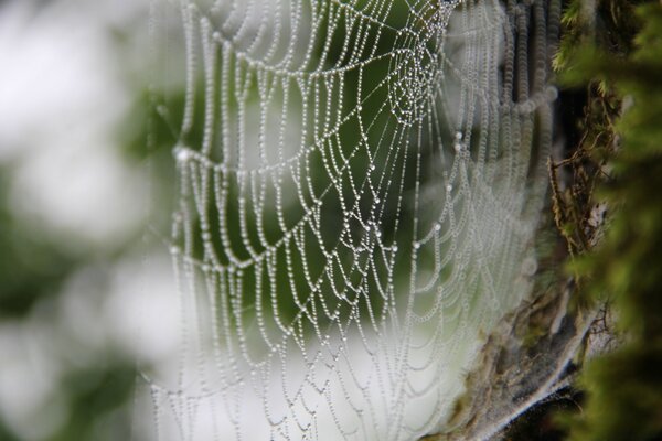 Desktop-Bildschirmschoner Spinne