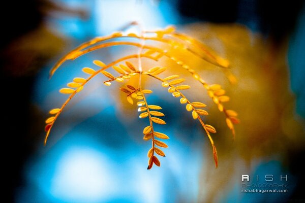 Macro photography. Blurring. A leaf. Bright color