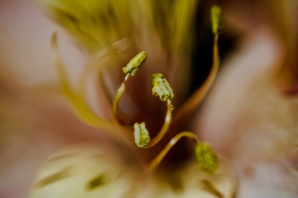 Fotografieren einer blühenden schönen Blume