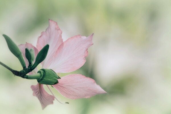 Fleur rose sur fond flou